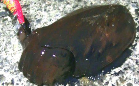 ダイソーエギ最強！コウイカ、タコ